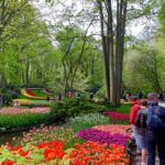 【オランダ/チューリップ】キューヘンホフ公園の行き方と実際に行ったレビュー